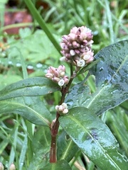 Persicaria maculosa