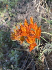 Alstroemeria ligtu simsii