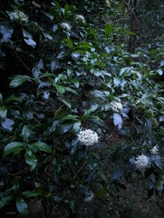 Pavetta australiensis