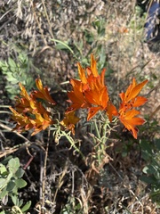 Alstroemeria ligtu simsii