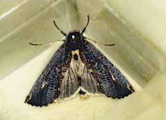 Elymiotis complicata
