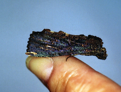 Elymiotis complicata
