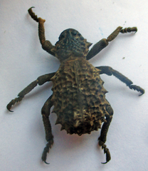 Brachycerus