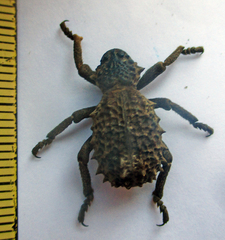 Brachycerus
