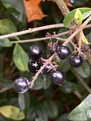 Ligustrum vulgare
