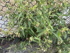 Commelina auriculata