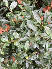 Ligustrum vulgare