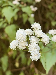 Ageratina glechonophylla