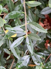 Ligustrum vulgare