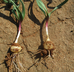 Dipcadi rigidifolium