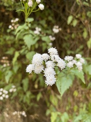 Ageratina glechonophylla