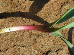 Dipcadi rigidifolium