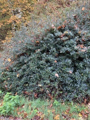 Ligustrum vulgare