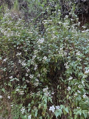 Ageratina glechonophylla