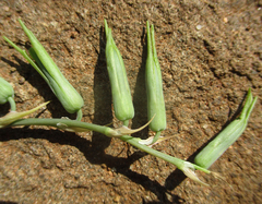 Dipcadi rigidifolium