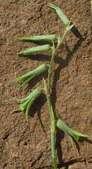 Dipcadi rigidifolium