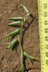 Dipcadi rigidifolium