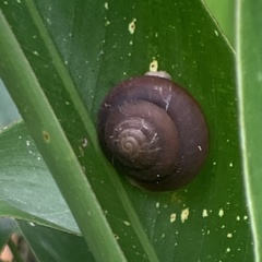 Quantula striata