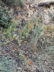 Alstroemeria ligtu simsii