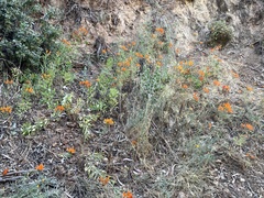 Alstroemeria ligtu simsii