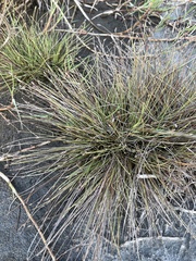 Fimbristylis polytrichoides