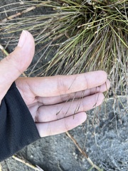 Fimbristylis polytrichoides