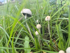Panaeolus cyanescens