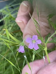 Geranium solanderi