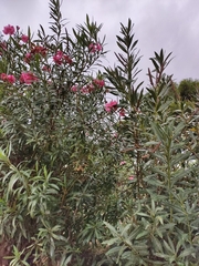 Nerium oleander
