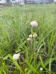 Panaeolus cyanescens