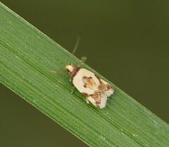 Thapsinotypa anthemodes