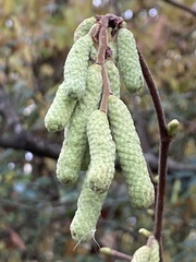 Corylus avellana