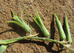 Dipcadi rigidifolium