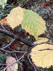 Corylus avellana