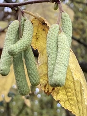 Corylus avellana