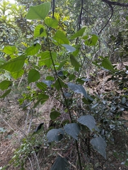 Homalanthus populifolius