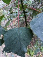 Homalanthus populifolius