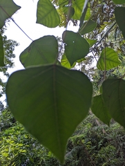 Homalanthus populifolius
