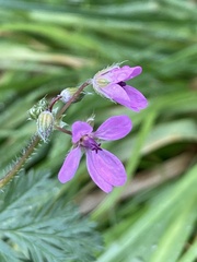 Erodium cicutarium