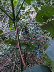 Homalanthus populifolius