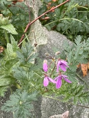 Erodium cicutarium