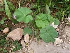 Malva