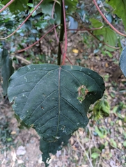 Homalanthus populifolius