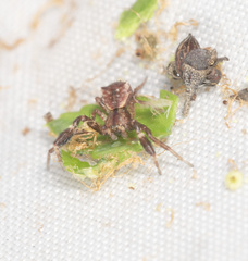 Stephanopis barbipes