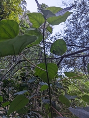 Homalanthus populifolius
