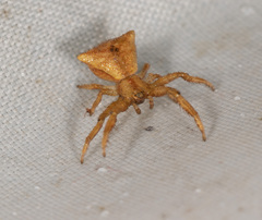 Sidymella trapezia