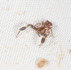 Stephanopis barbipes