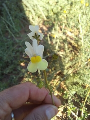 Nemesia floribunda