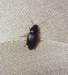 Harpalina