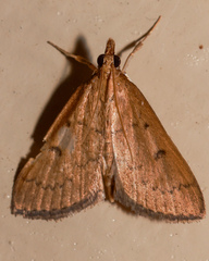 Metasia dicealis